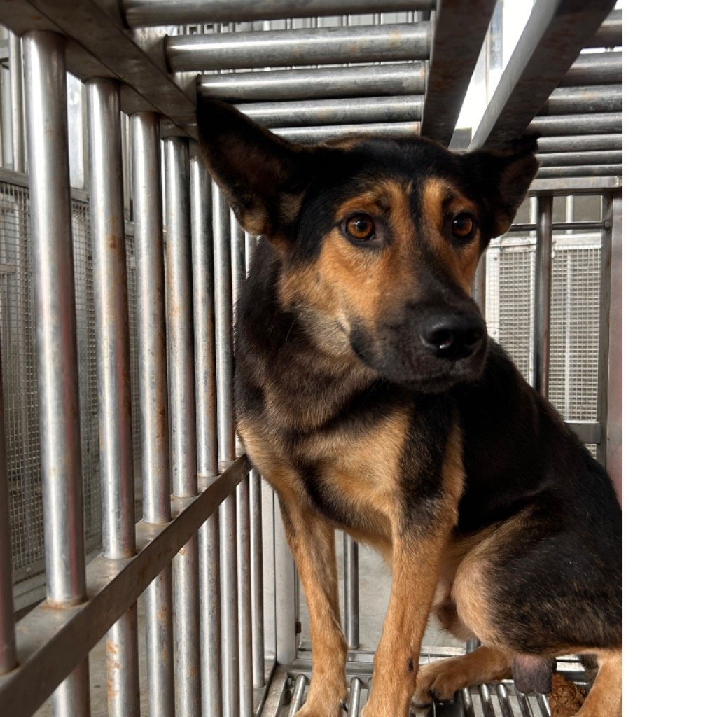 混種犬