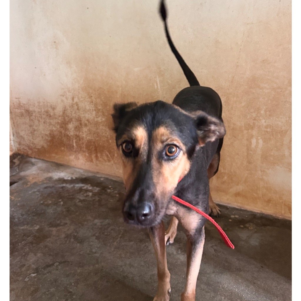 混種犬