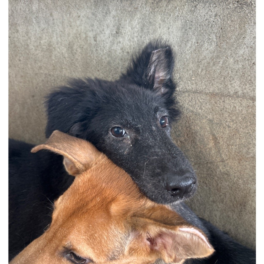 混種犬