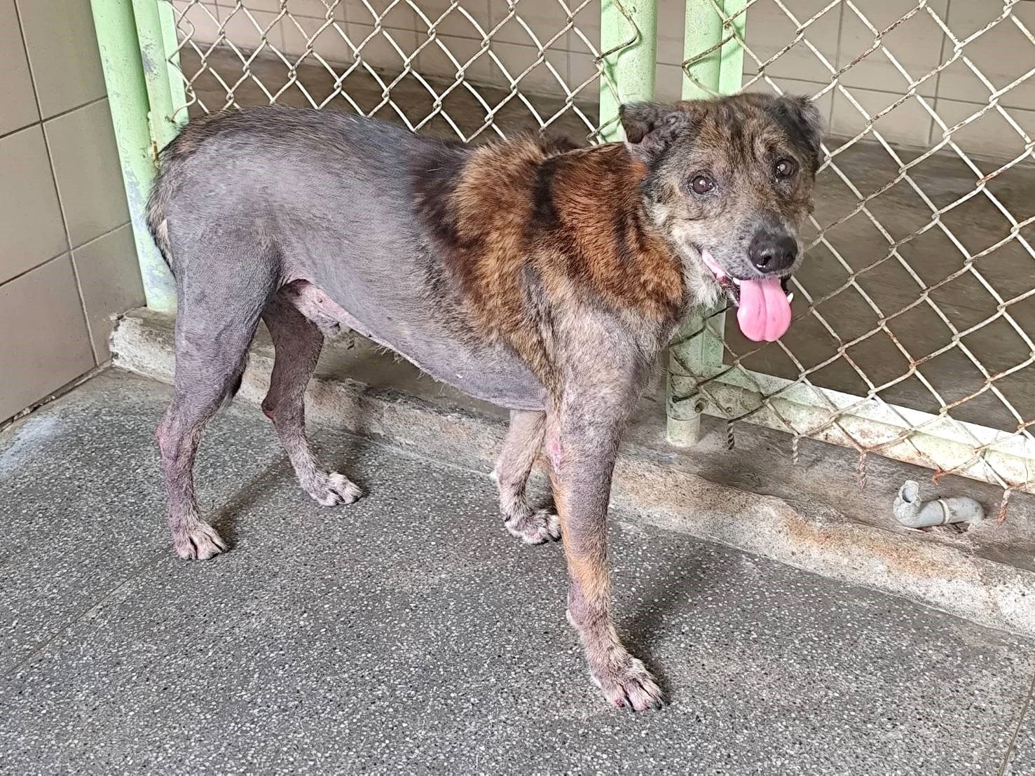 混種犬