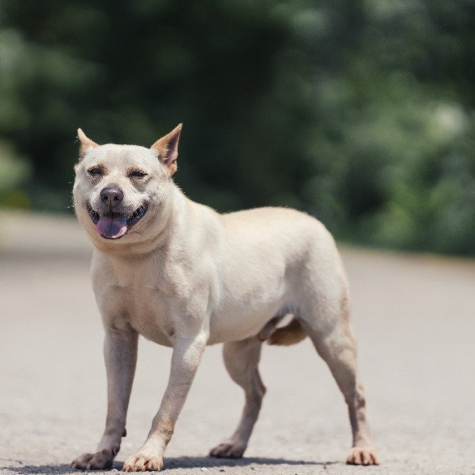 混種犬