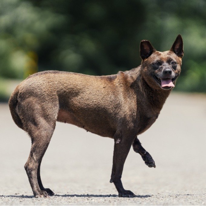 混種犬