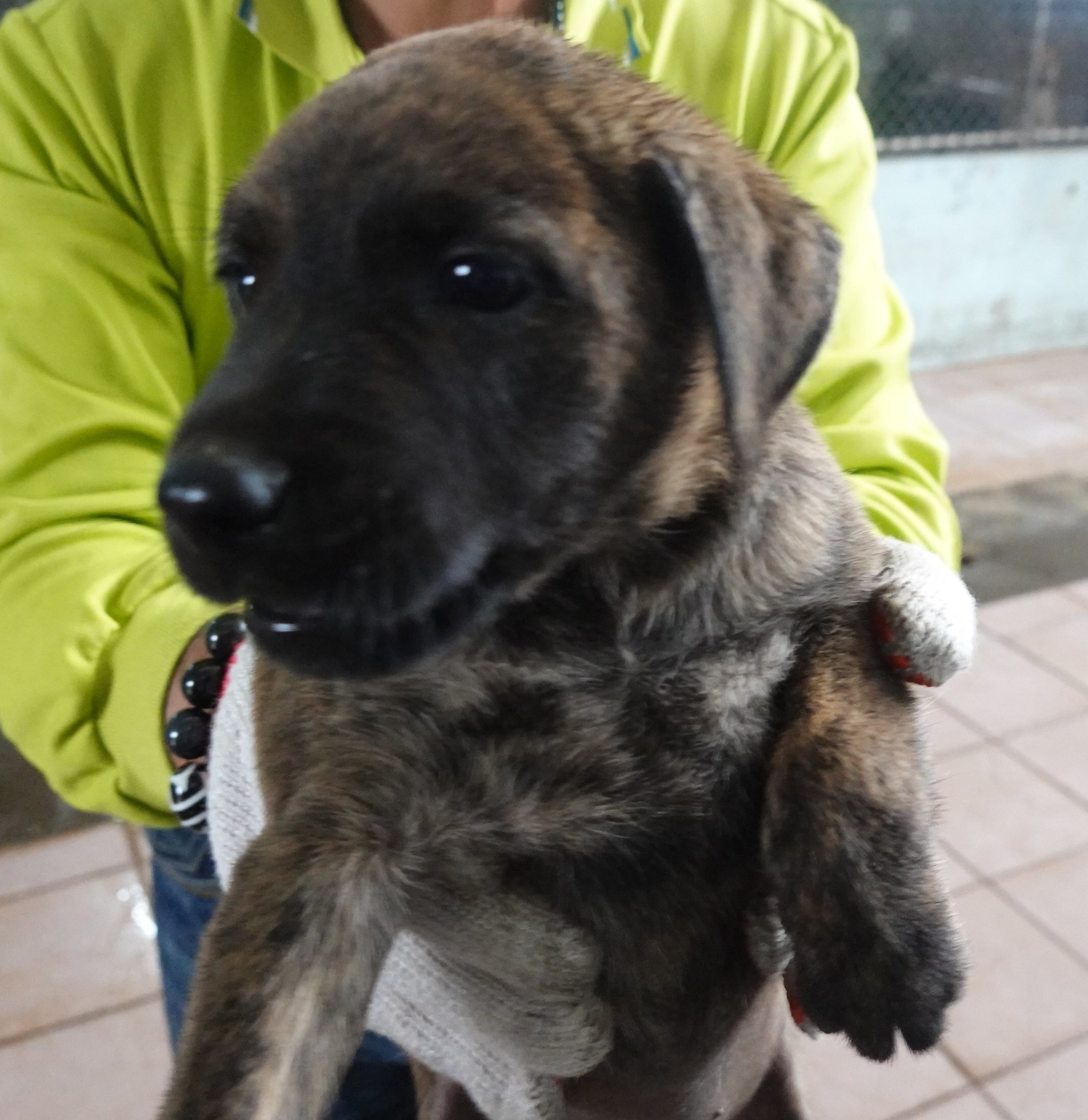 混種犬