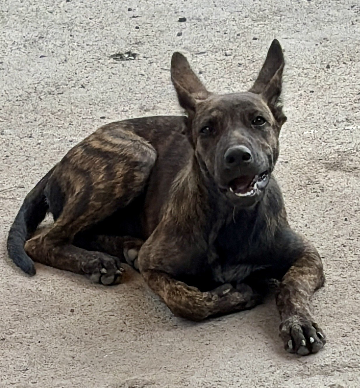 混種犬