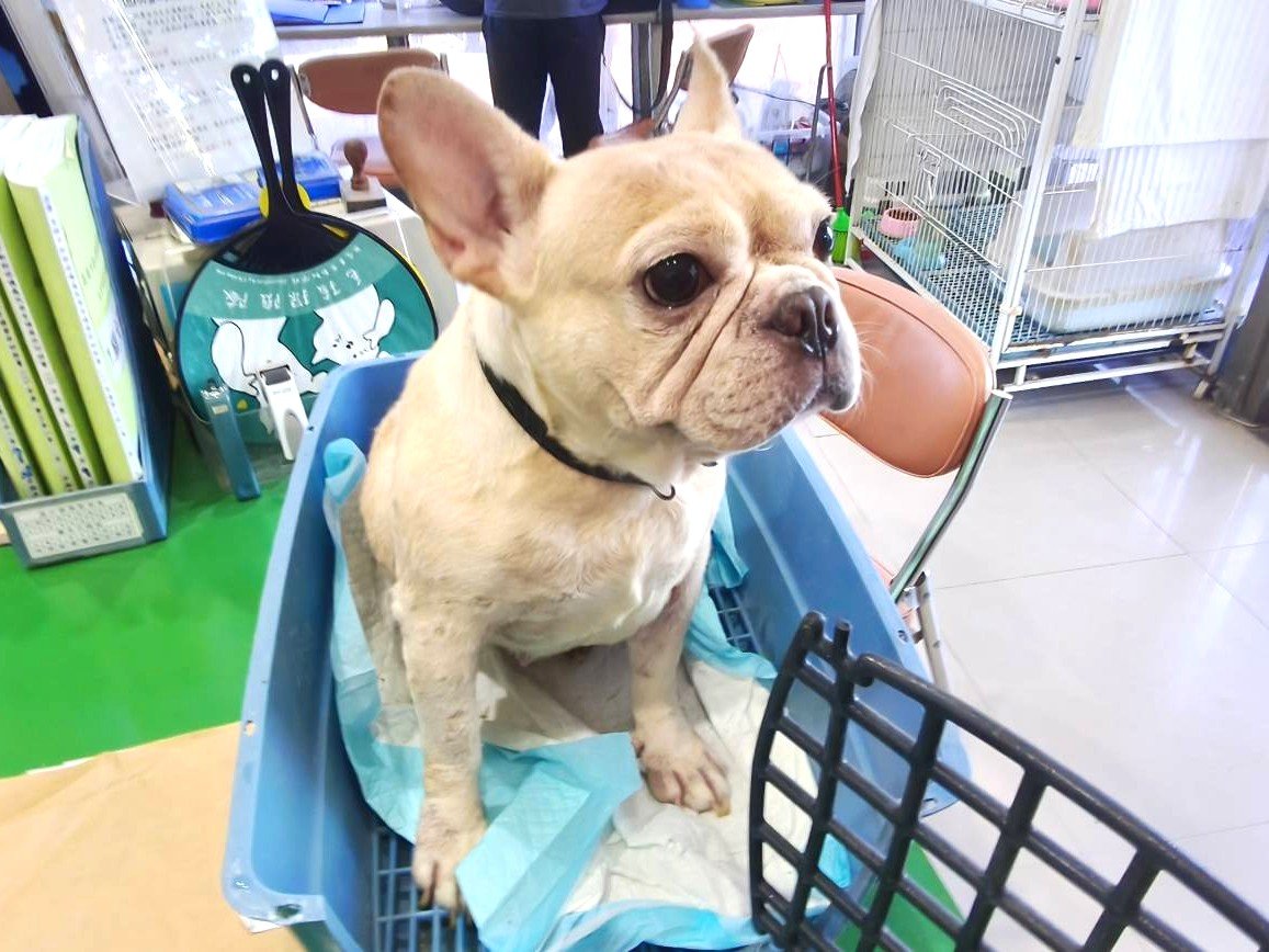 法國鬥牛犬
