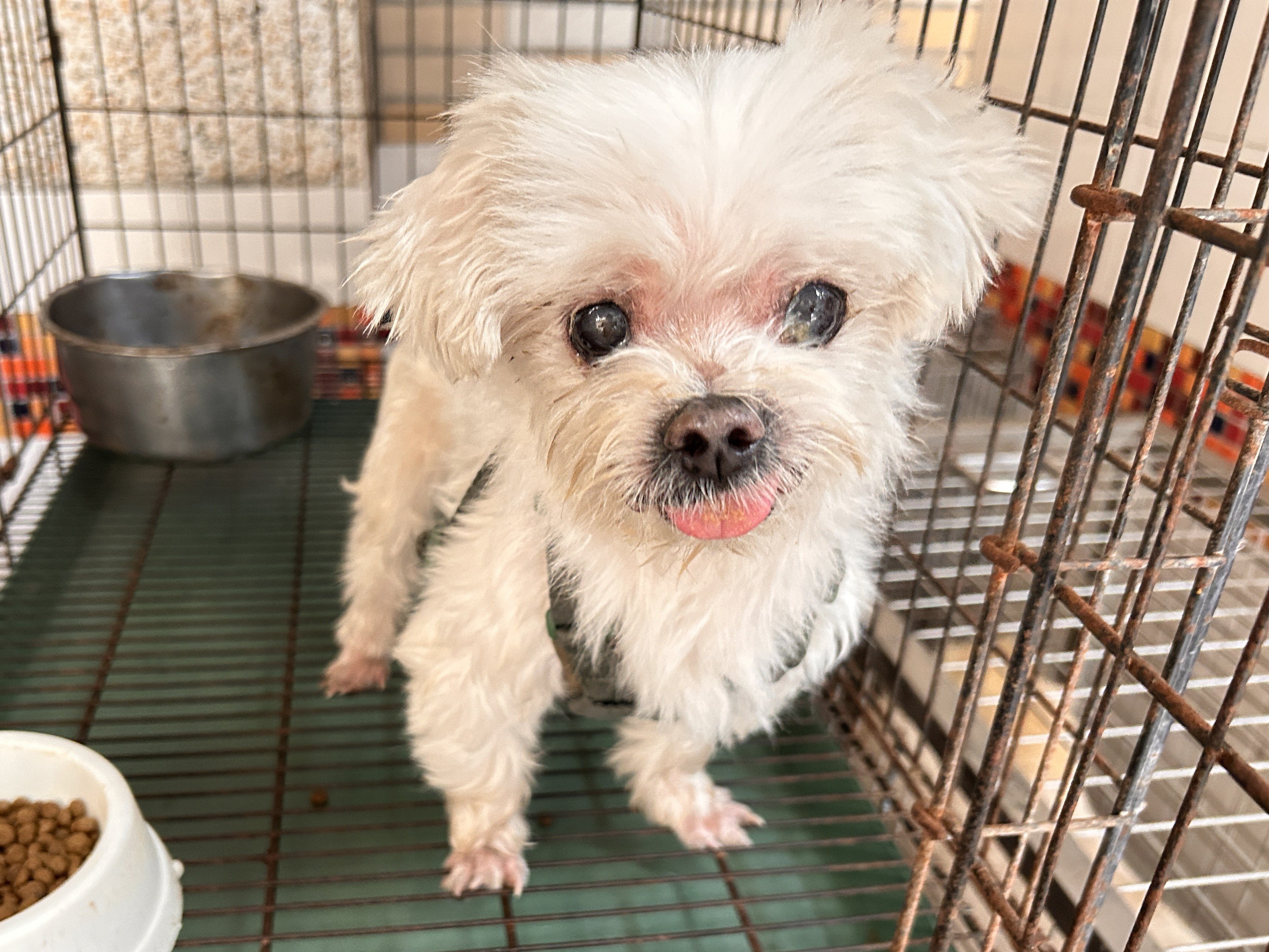 瑪爾濟斯犬