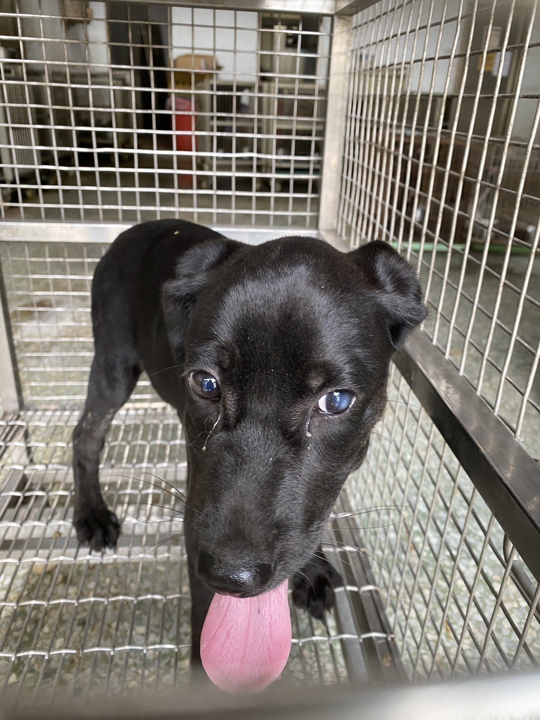 混種犬