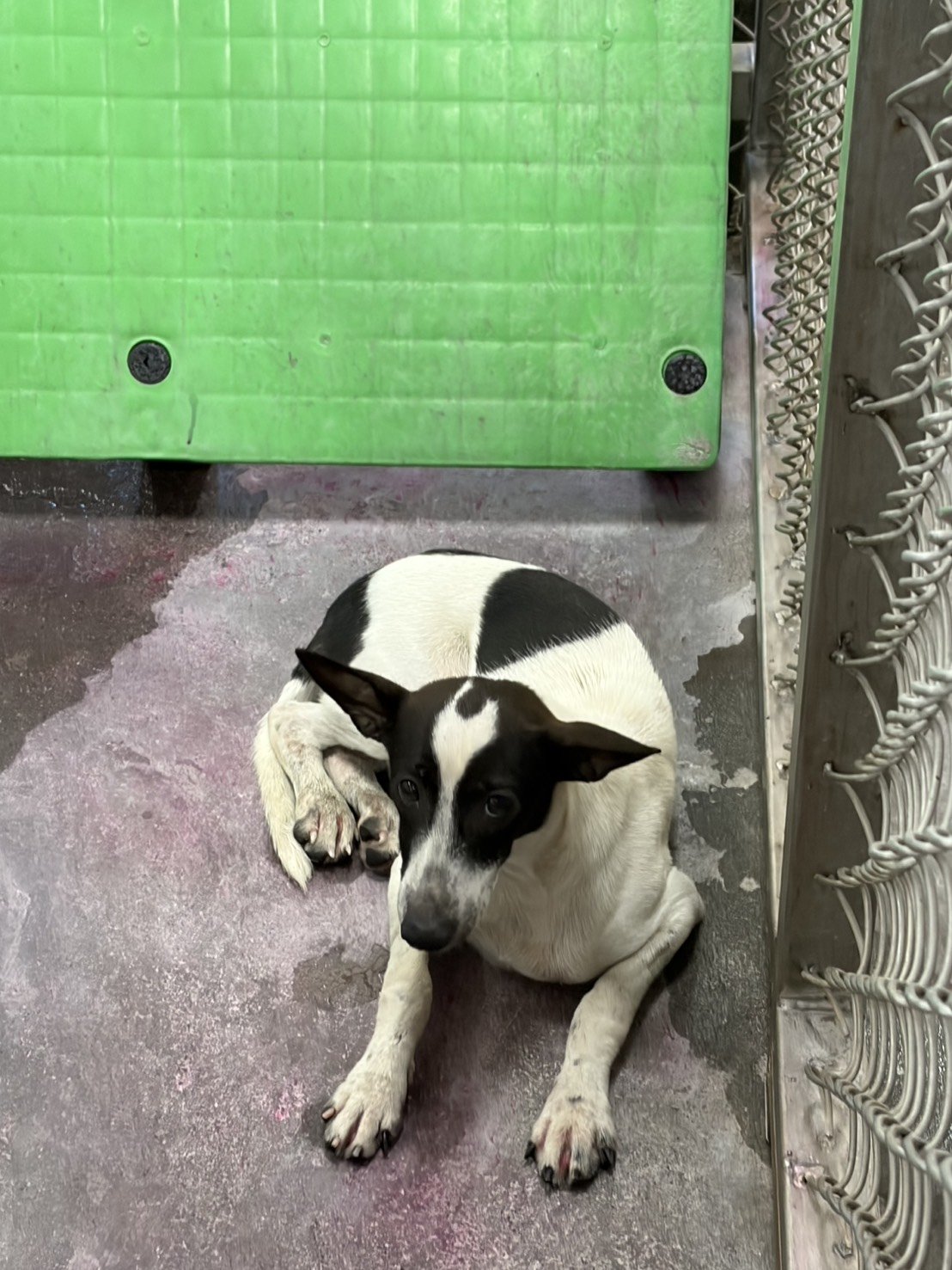 混種犬