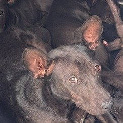 混種犬