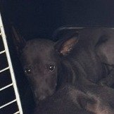 混種犬