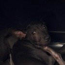 混種犬