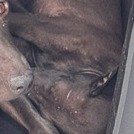 混種犬