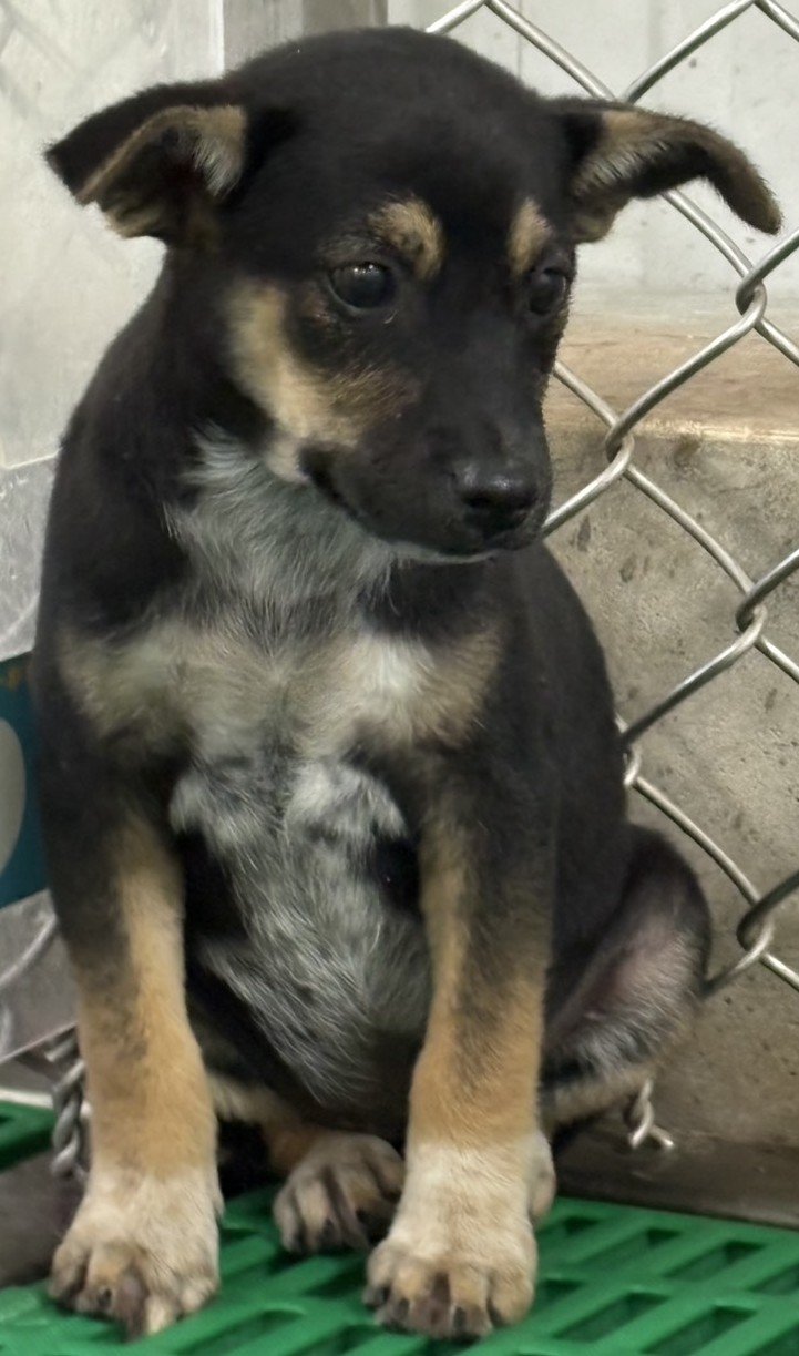 混種犬