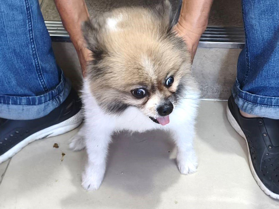 博美犬