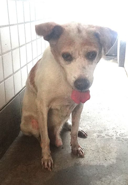 混種犬