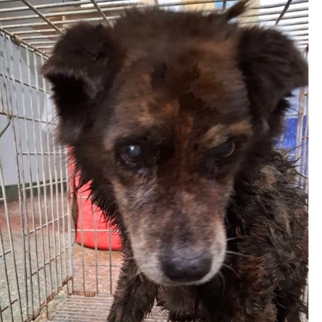 混種犬