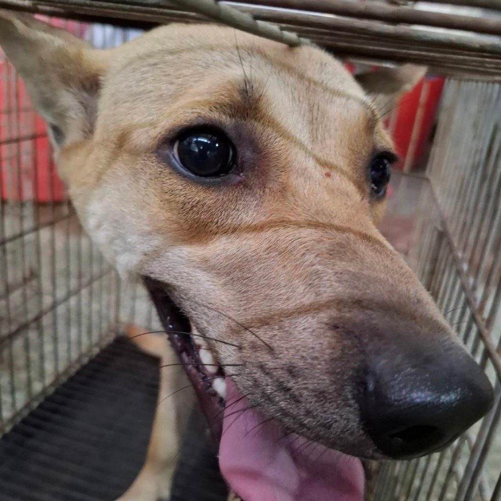 混種犬