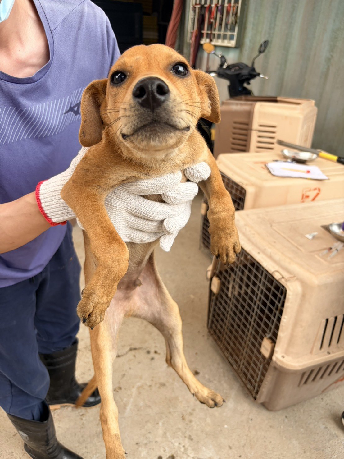 混種犬