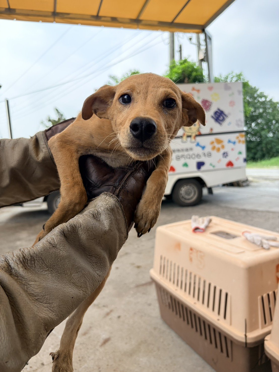 混種犬