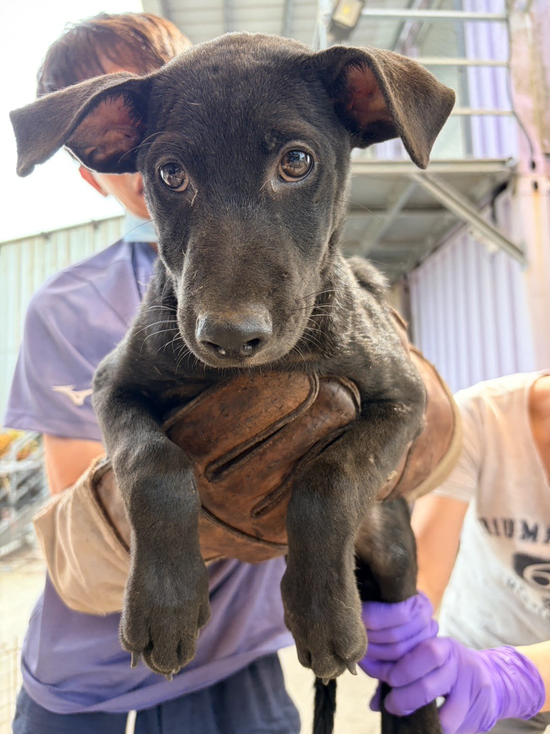 混種犬