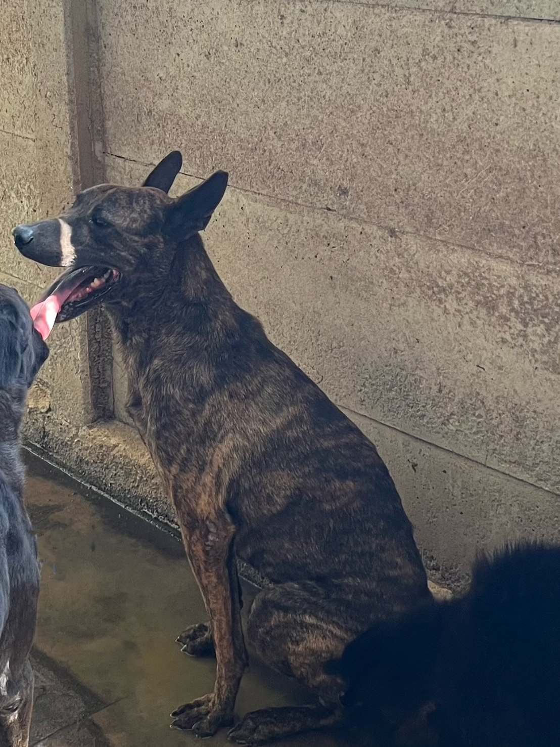 混種犬
