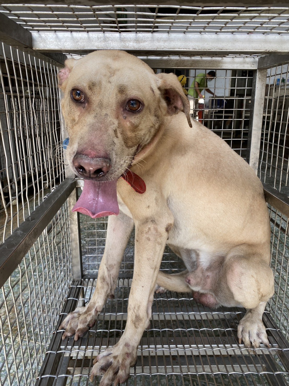 混種犬