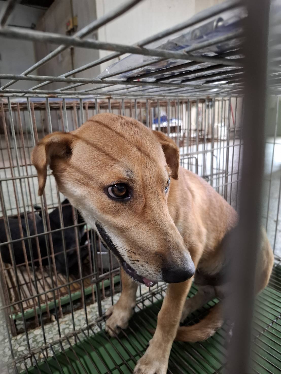 混種犬