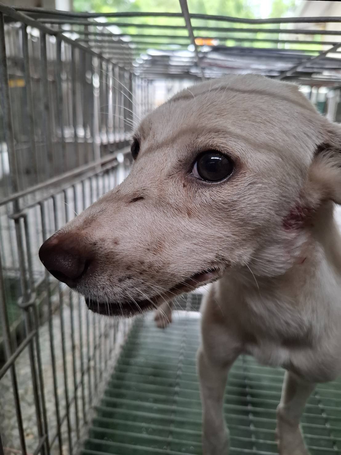 混種犬