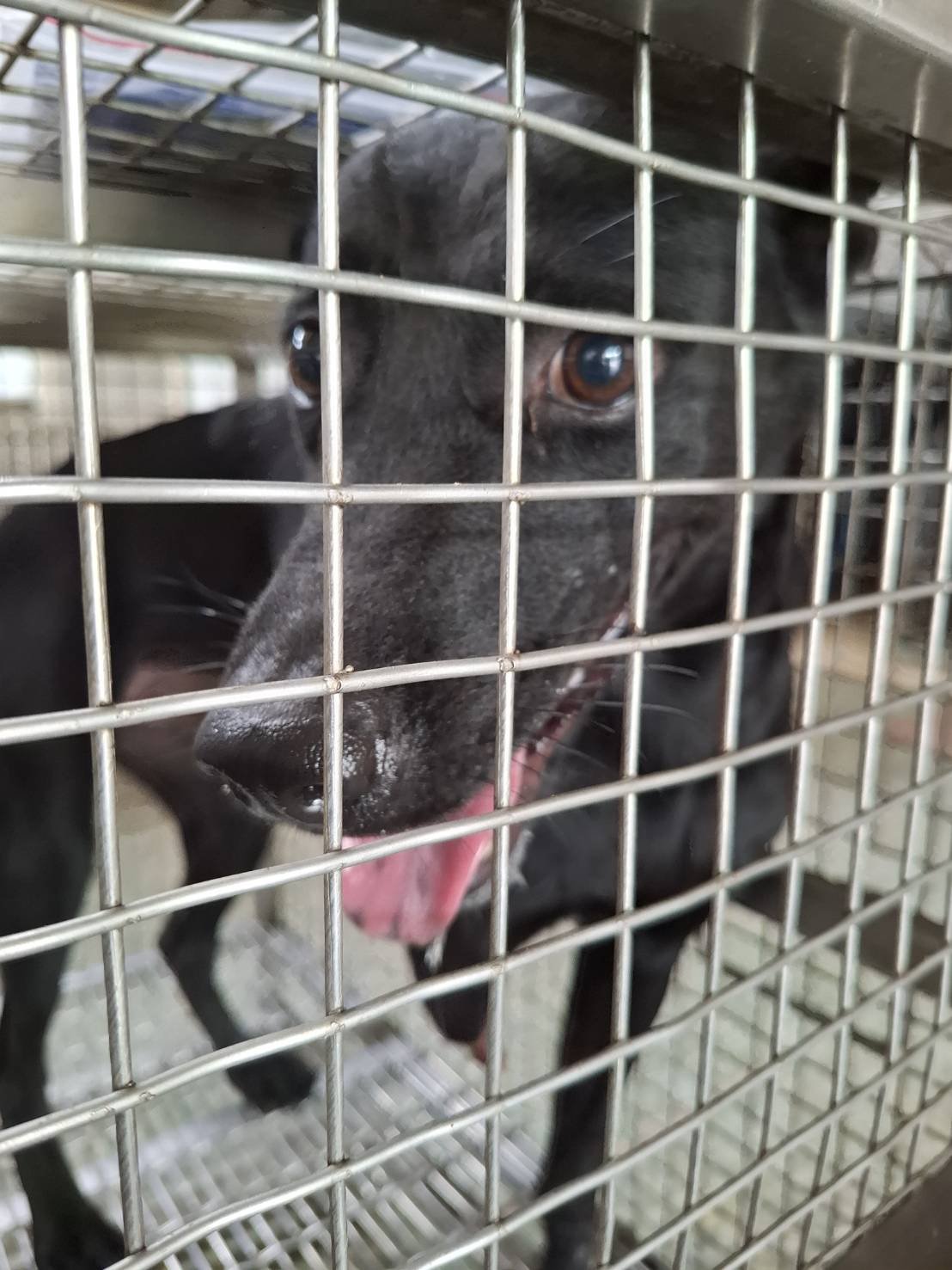 混種犬