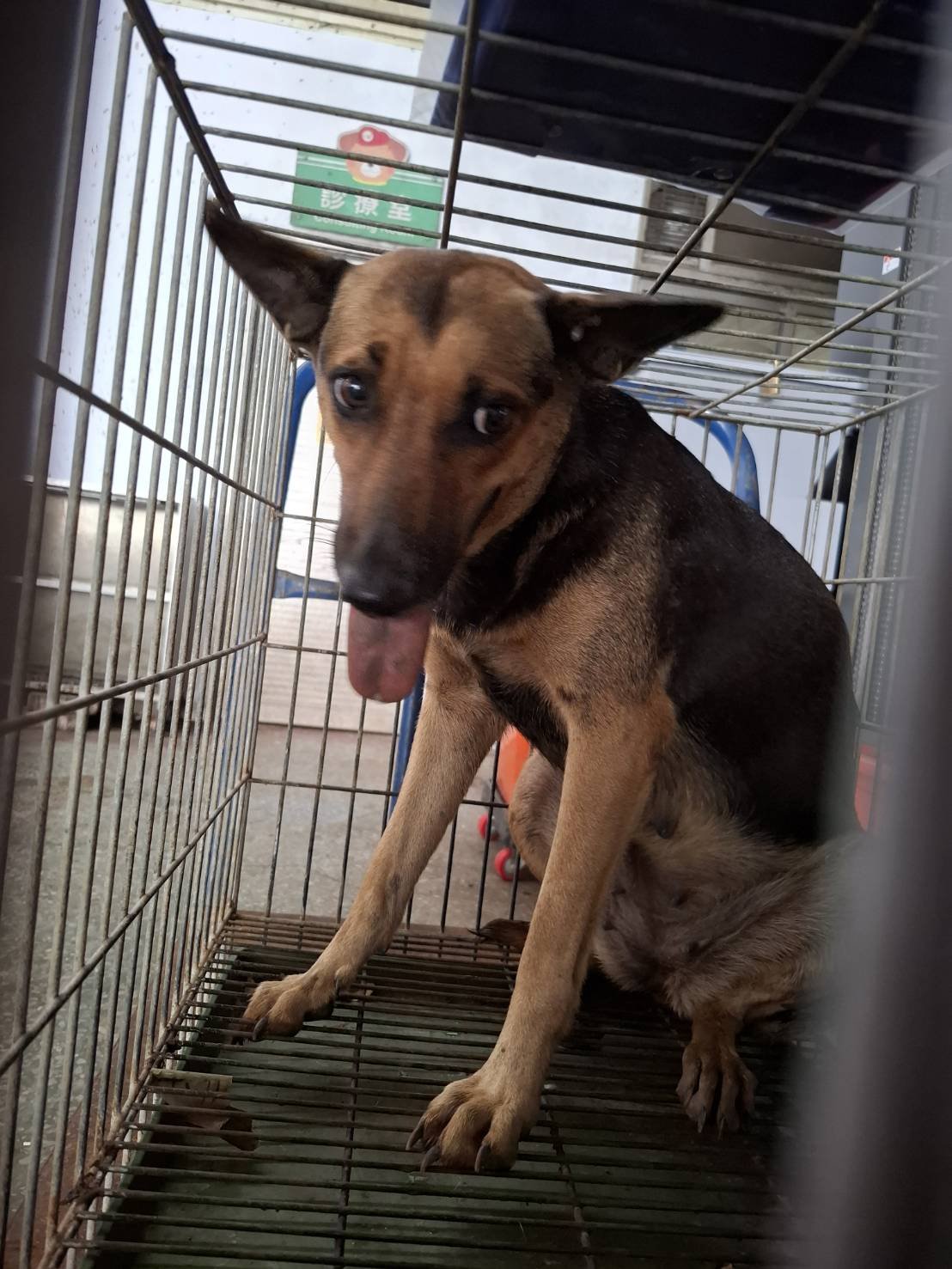 混種犬