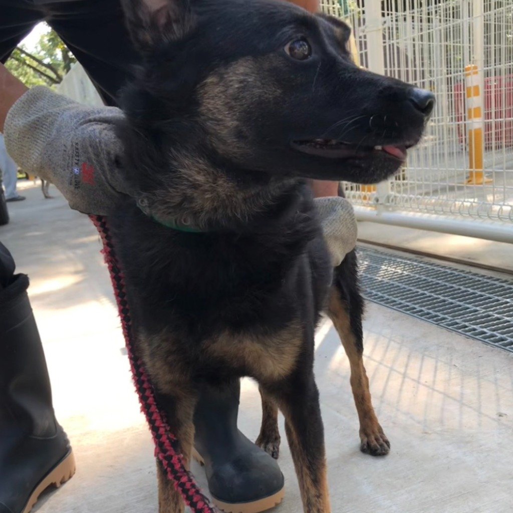 混種犬