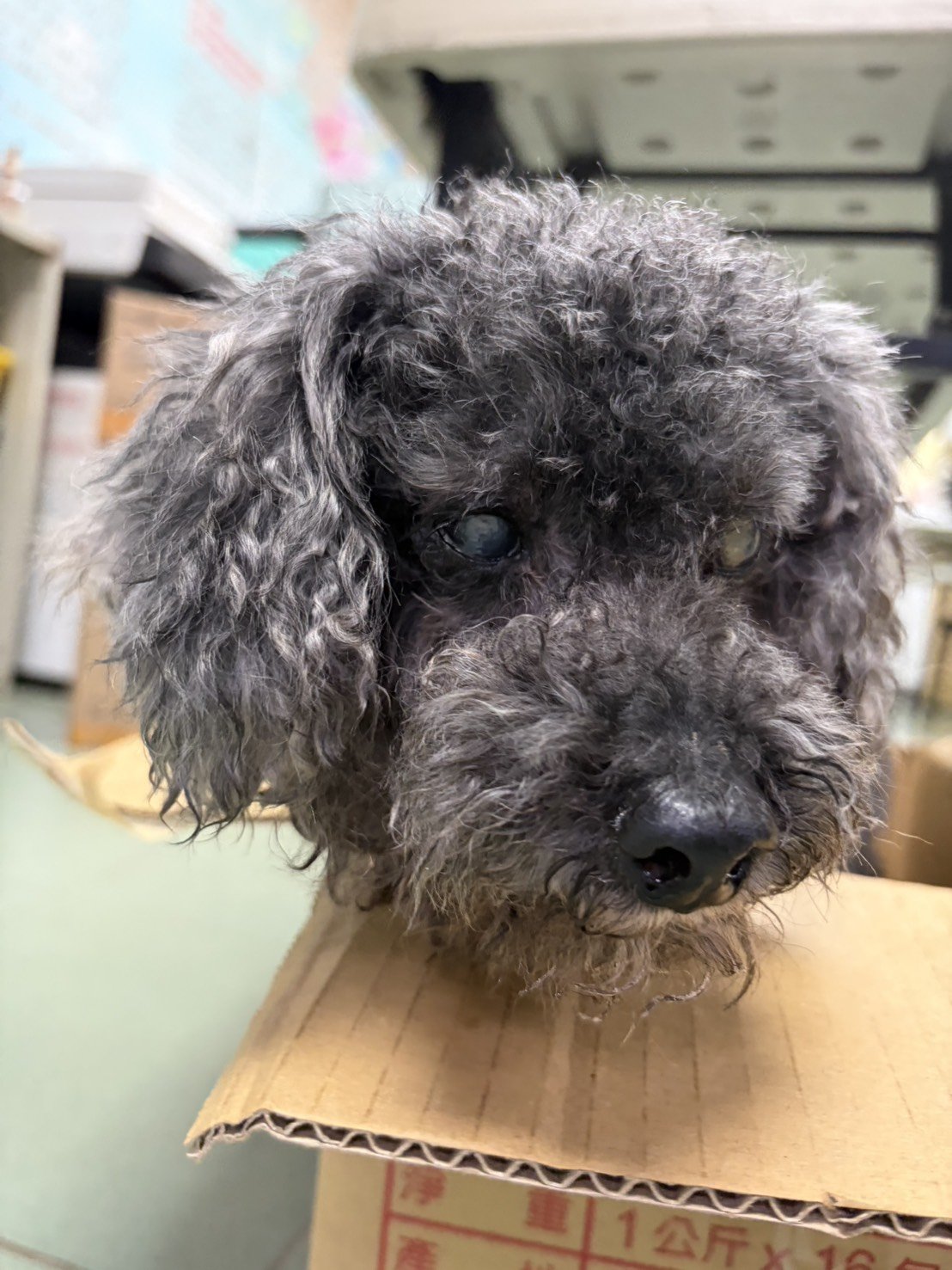 貴賓犬