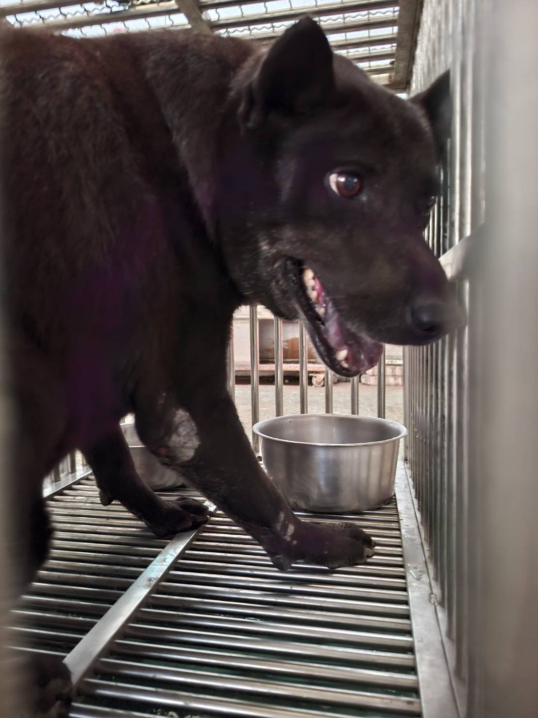 混種犬